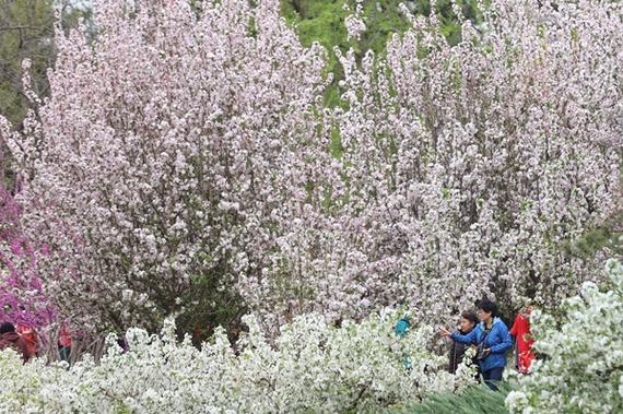 贡嘎海棠花节时间?6月到乡城县温度多少-图1 贡嘎海棠花节时间?6月到乡城县温度多少-图1