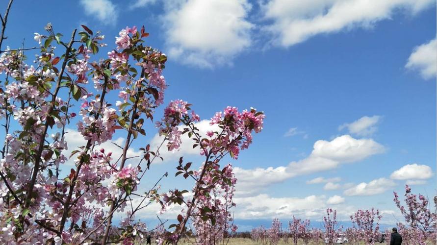 贡嘎海棠花节时间?6月到乡城县温度多少-图3 贡嘎海棠花节时间?6月到乡城县温度多少-图3