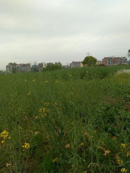 仙桃市城区占地面积?仙桃张沟镇多少人口-图2 仙桃市城区占地面积?仙桃张沟镇多少人口-图2