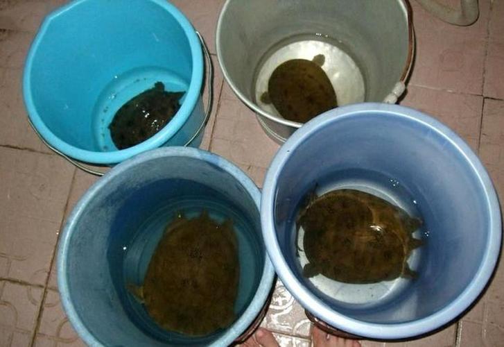 抓甲鱼多少度可以?多少度的天气适合抓甲鱼-图3 抓甲鱼多少度可以?多少度的天气适合抓甲鱼-图3