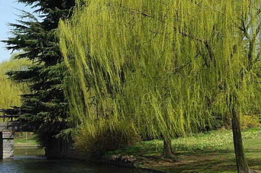 两个人合抱的柳树大概有几年?柳树需要多少湿度-图1 两个人合抱的柳树大概有几年?柳树需要多少湿度-图1
