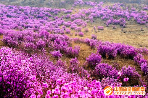谁能告诉我一点有关内蒙的气候特点?内蒙古赤峰罕山有多少种植物-图2 谁能告诉我一点有关内蒙的气候特点?内蒙古赤峰罕山有多少种植物-图2