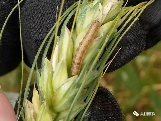 小麦储存几月份容易生虫?气温多少度面出虫-图1 小麦储存几月份容易生虫?气温多少度面出虫-图1