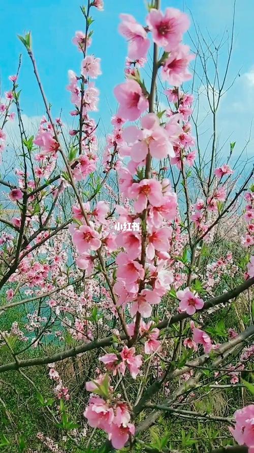 春暖花开是什么意思?春暖花开是多少气温-图2 春暖花开是什么意思?春暖花开是多少气温-图2
