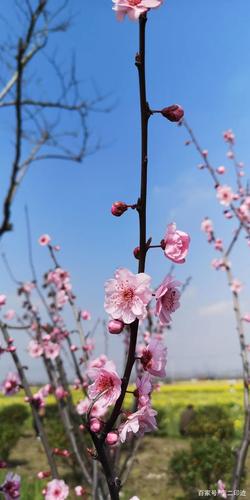 春暖花开是什么意思?春暖花开是多少气温-图3 春暖花开是什么意思?春暖花开是多少气温-图3