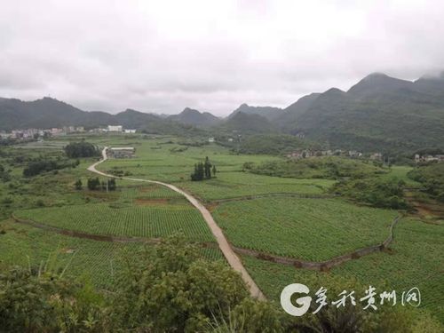 兴义市近五年人口结构?鲁布格镇有多少人口-图2 兴义市近五年人口结构?鲁布格镇有多少人口-图2