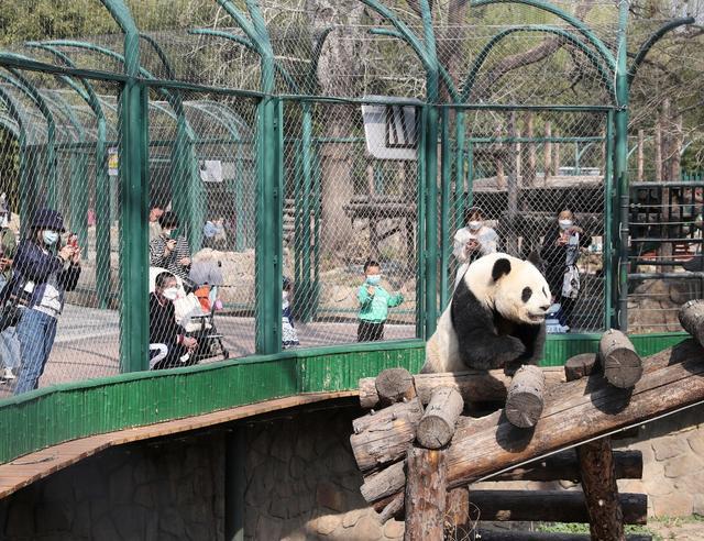 北京动物园3月份值得去吗？北京三月份温度一般是多少度-图1