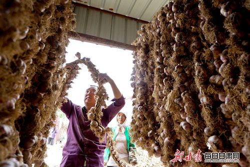 独头蒜哪里产的最好?甘肃民乐县海拔多少-图3 独头蒜哪里产的最好?甘肃民乐县海拔多少-图3