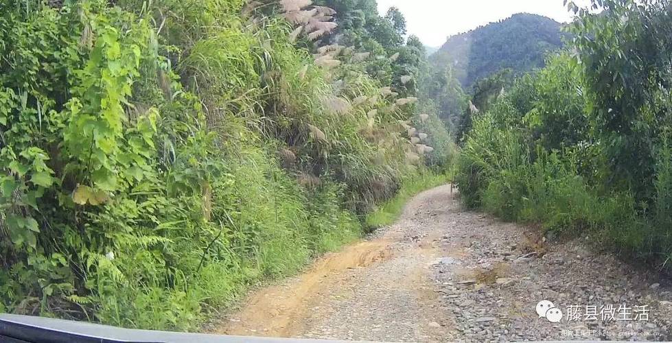 东南金矿桃花,历史?梧州到平福多少公里-图3 东南金矿桃花,历史?梧州到平福多少公里-图3