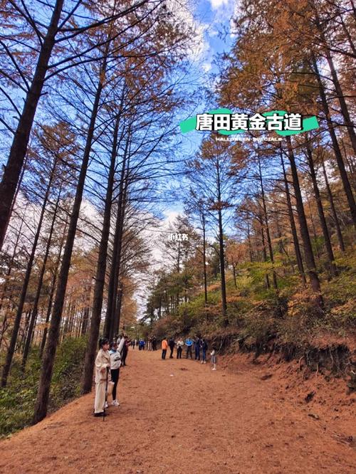 唐田黄金古道最佳观赏期?奉化十月温度是多少度-图2 唐田黄金古道最佳观赏期?奉化十月温度是多少度-图2