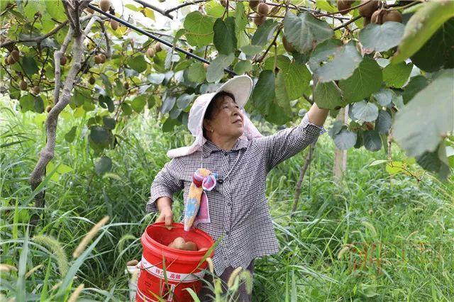 福建省建阳区种猕猴桃气候合适吗?福建建阳平均年最高气温多少-图3 福建省建阳区种猕猴桃气候合适吗?福建建阳平均年最高气温多少-图3