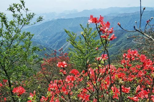 桂林映山红哪里最多?清明节桂林温度多少度-图1 桂林映山红哪里最多?清明节桂林温度多少度-图1