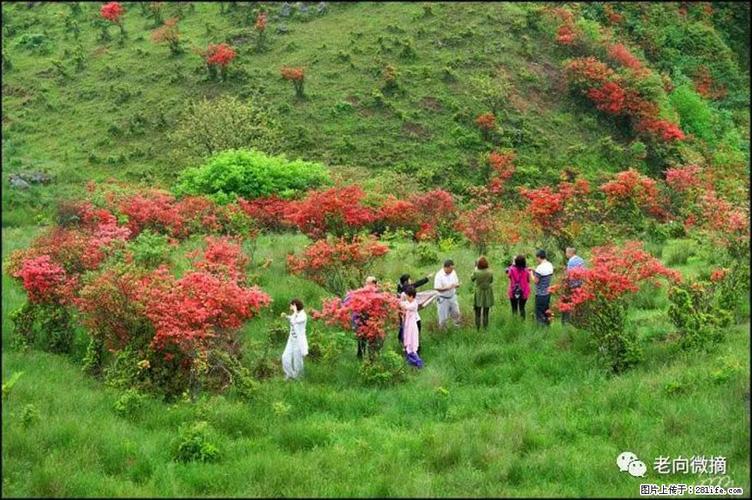 桂林映山红哪里最多?清明节桂林温度多少度-图2 桂林映山红哪里最多?清明节桂林温度多少度-图2