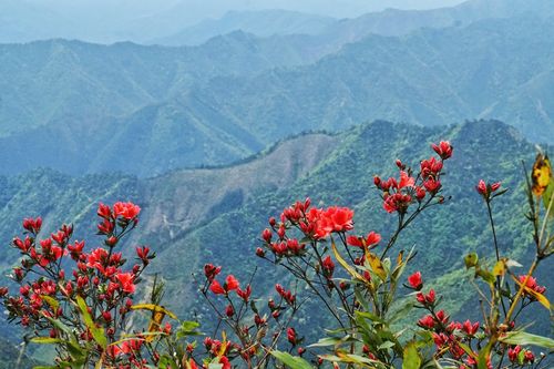 桂林映山红哪里最多?清明节桂林温度多少度-图3 桂林映山红哪里最多?清明节桂林温度多少度-图3