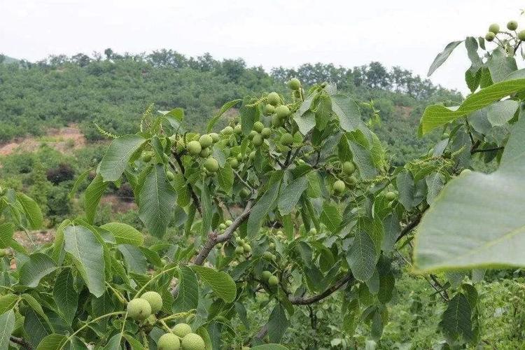 核桃在浙江有种植地?台州今天湿度多少-图2 核桃在浙江有种植地?台州今天湿度多少-图2