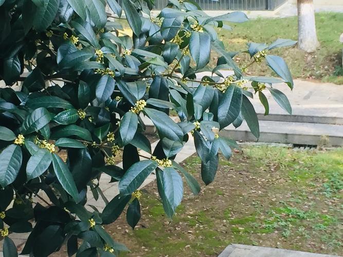 今年无锡桂花为什么还没有开?5月28日无锡湿度多少-图2 今年无锡桂花为什么还没有开?5月28日无锡湿度多少-图2