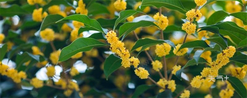 今年无锡桂花为什么还没有开?5月28日无锡湿度多少-图3 今年无锡桂花为什么还没有开?5月28日无锡湿度多少-图3