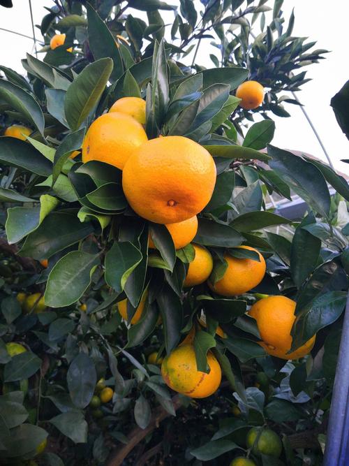 黄岩蜜桔河南可以种植吗?黄岩全年最低气温多少-图1 黄岩蜜桔河南可以种植吗?黄岩全年最低气温多少-图1