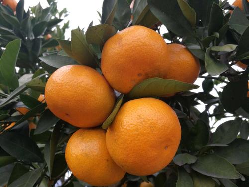 黄岩蜜桔河南可以种植吗?黄岩全年最低气温多少-图2 黄岩蜜桔河南可以种植吗?黄岩全年最低气温多少-图2