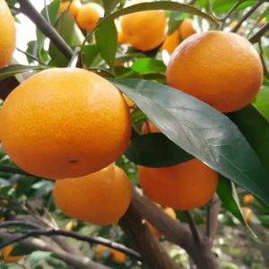 黄岩蜜桔河南可以种植吗?黄岩全年最低气温多少-图3 黄岩蜜桔河南可以种植吗?黄岩全年最低气温多少-图3