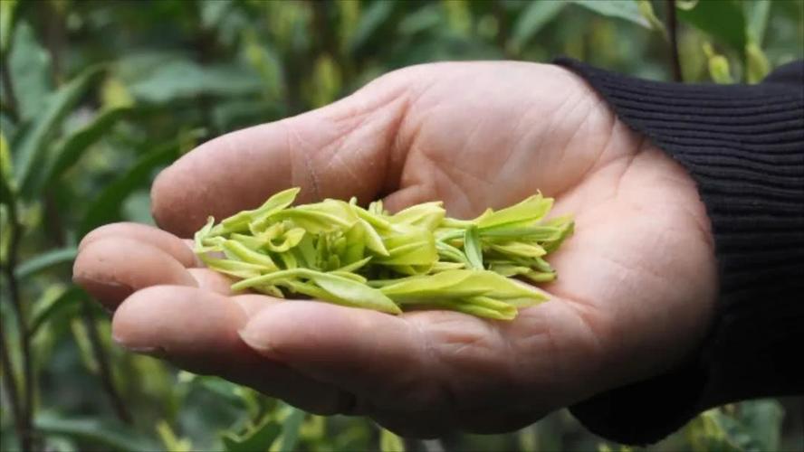 诸暨名茶好吗?杭州诸暨气温全年多少度-图2 诸暨名茶好吗?杭州诸暨气温全年多少度-图2
