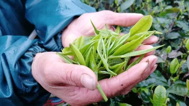 诸暨名茶好吗?杭州诸暨气温全年多少度-图3 诸暨名茶好吗?杭州诸暨气温全年多少度-图3