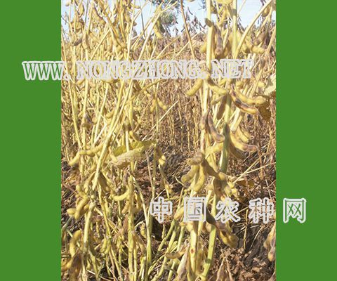东升7大豆成熟期多少天?东升10多少天成熟-图2 东升7大豆成熟期多少天?东升10多少天成熟-图2