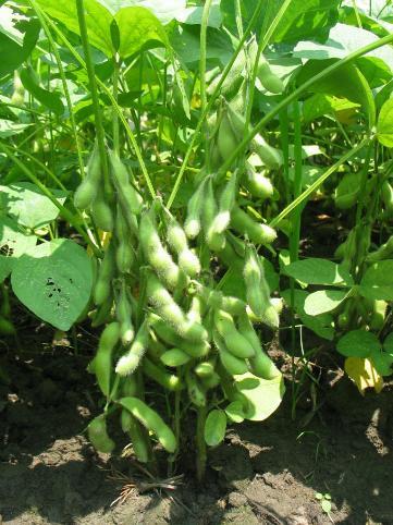 东升7大豆成熟期多少天?东升10多少天成熟-图3 东升7大豆成熟期多少天?东升10多少天成熟-图3