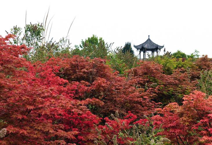 金堂红枫林最佳观赏季节？成都市金堂县今天气温多少度-图2