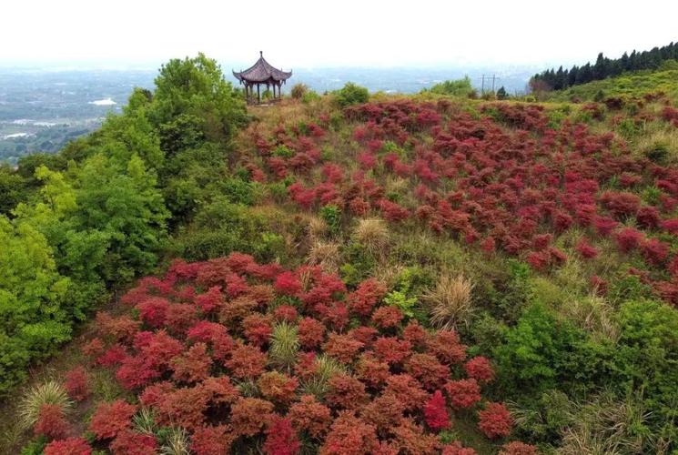 金堂红枫林最佳观赏季节？成都市金堂县今天气温多少度-图3
