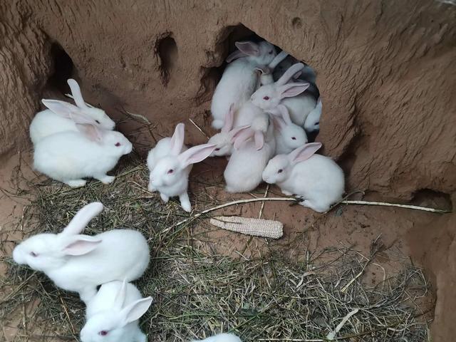我想知道兔子地震来了会有什么反应?岫岩今天有没有雨多少度-图2 我想知道兔子地震来了会有什么反应?岫岩今天有没有雨多少度-图2