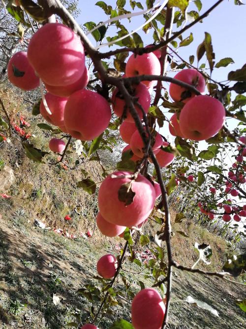 洛川苹果花冻了吗?洛川明天的气温是多少-图1 洛川苹果花冻了吗?洛川明天的气温是多少-图1