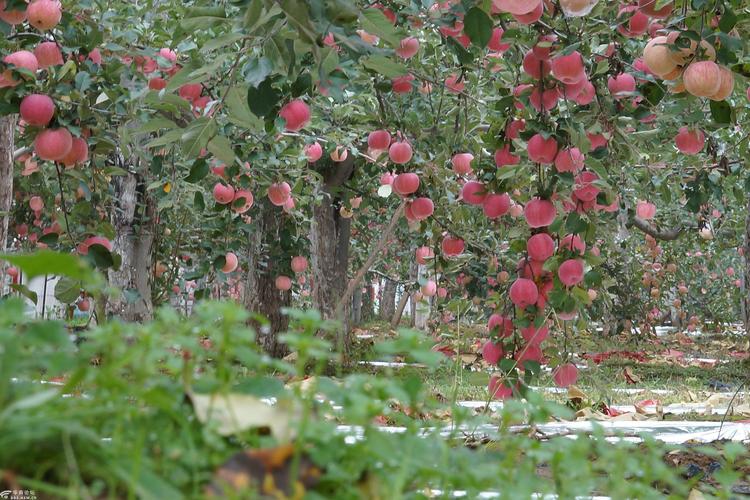 洛川苹果花冻了吗?洛川明天的气温是多少-图3 洛川苹果花冻了吗?洛川明天的气温是多少-图3