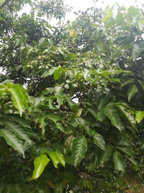 苦木树苗几月栽最好?果树在天气温度多少时种下-图1 苦木树苗几月栽最好?果树在天气温度多少时种下-图1