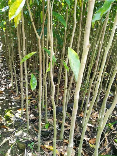江苏沭阳地区适合种植沉香吗?沭阳高温多少天-图1 江苏沭阳地区适合种植沉香吗?沭阳高温多少天-图1