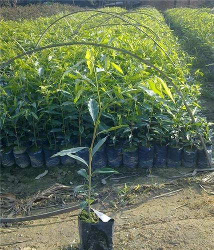 江苏沭阳地区适合种植沉香吗?沭阳高温多少天-图2 江苏沭阳地区适合种植沉香吗?沭阳高温多少天-图2