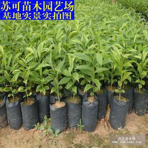 江苏沭阳地区适合种植沉香吗?沭阳高温多少天-图3 江苏沭阳地区适合种植沉香吗?沭阳高温多少天-图3