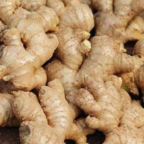 生姜十大品种排名?山东莱芜最高温度多少度-图1 生姜十大品种排名?山东莱芜最高温度多少度-图1