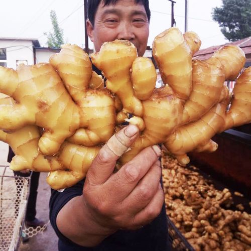 生姜十大品种排名?山东莱芜最高温度多少度-图3 生姜十大品种排名?山东莱芜最高温度多少度-图3