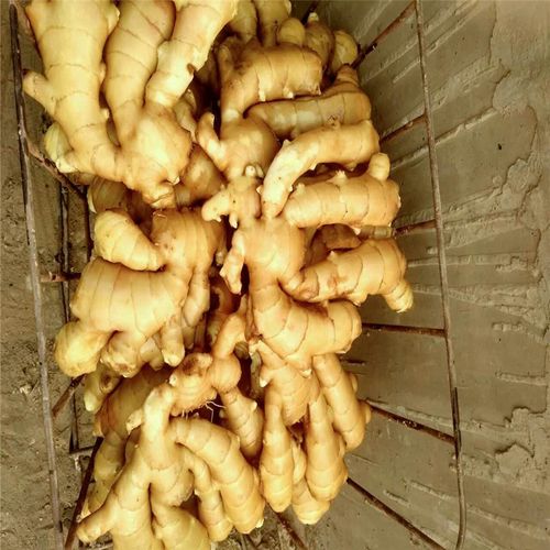 生姜十大品种排名?山东莱芜最高温度多少度-图2 生姜十大品种排名?山东莱芜最高温度多少度-图2