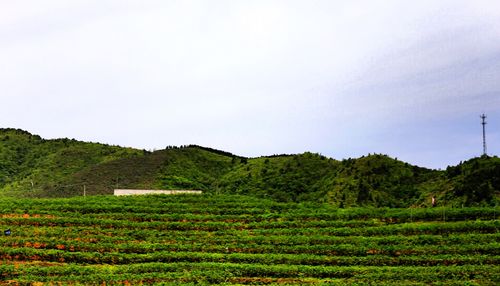 丰顶山海拔?山西大寨6月中旬气温是多少-图1 丰顶山海拔?山西大寨6月中旬气温是多少-图1