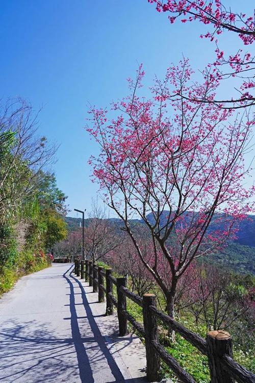 揭西樱花山谷几月份最好?广东揭西的天气应该是多少度-图3 揭西樱花山谷几月份最好?广东揭西的天气应该是多少度-图3
