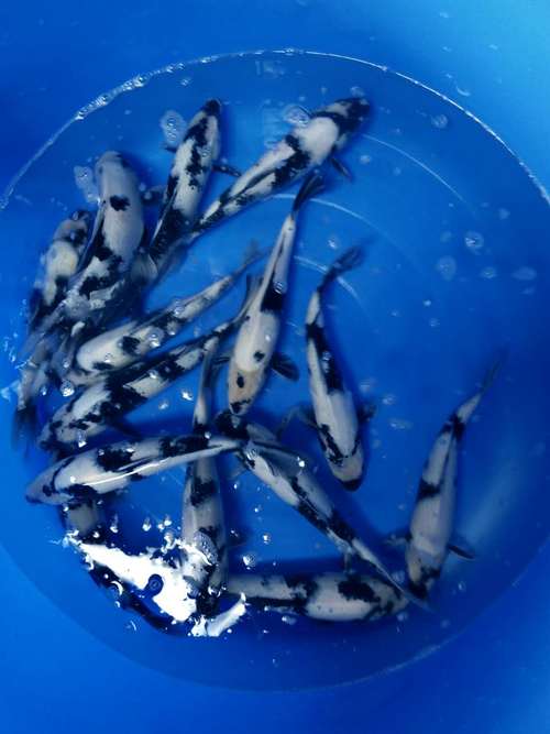 白色的是什么锦鲤?津市每年最冷多少度-图1 白色的是什么锦鲤?津市每年最冷多少度-图1