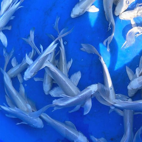 白色的是什么锦鲤?津市每年最冷多少度-图2 白色的是什么锦鲤?津市每年最冷多少度-图2