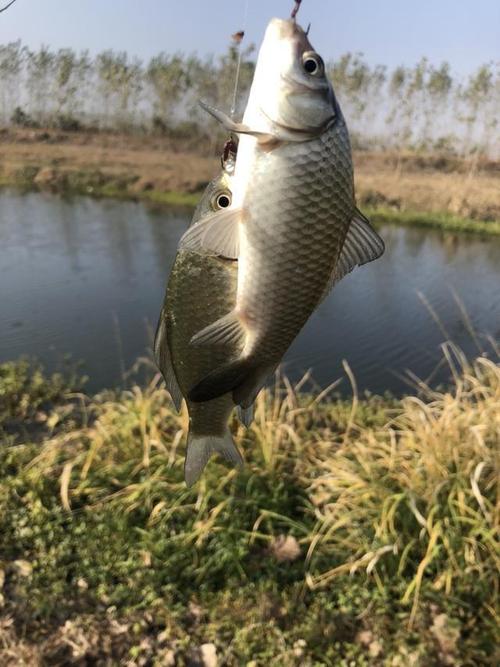 初冬大雾能钓鲫鱼吗?初冬多少度会下大雾-图2 初冬大雾能钓鲫鱼吗?初冬多少度会下大雾-图2