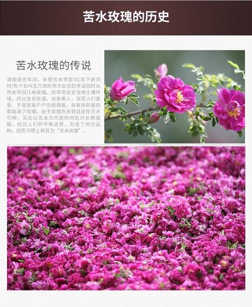 兰州苦水玫瑰春季给什么肥料最好?苦水玖瑰多少钱一斤-图3 兰州苦水玫瑰春季给什么肥料最好?苦水玖瑰多少钱一斤-图3