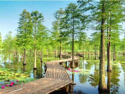 池杉湖国家湿地公园可以钓鱼吗?旅游景点钓鱼多少一小时-图2 池杉湖国家湿地公园可以钓鱼吗?旅游景点钓鱼多少一小时-图2