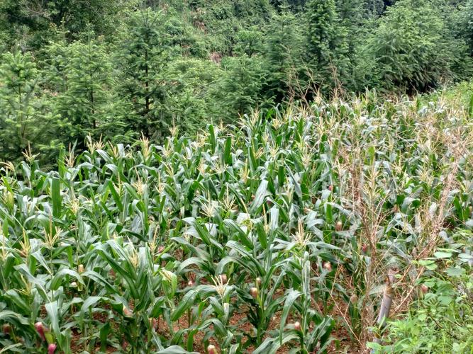 云南可以种植玉米吗?云南文山富宁县海拔多少米-图2 云南可以种植玉米吗?云南文山富宁县海拔多少米-图2