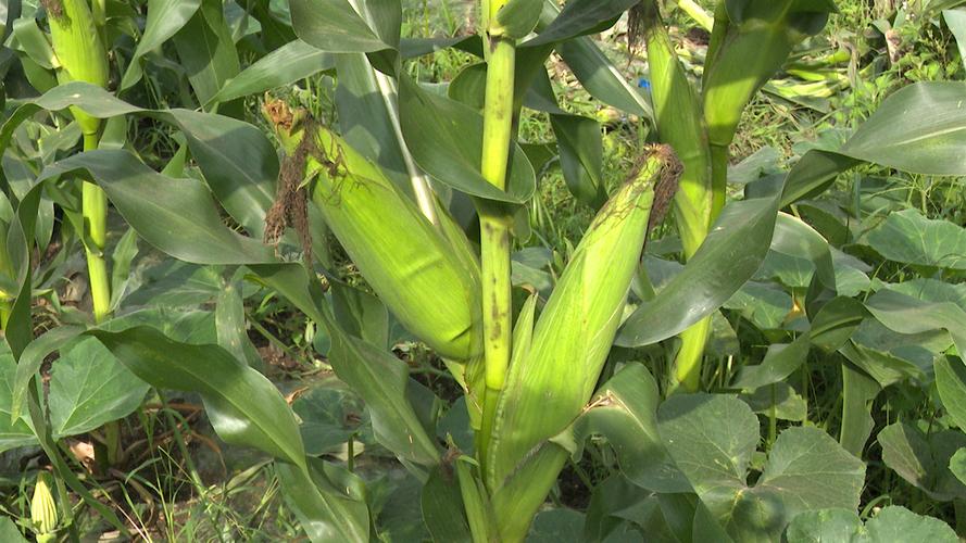 云南可以种植玉米吗?云南文山富宁县海拔多少米-图3 云南可以种植玉米吗?云南文山富宁县海拔多少米-图3