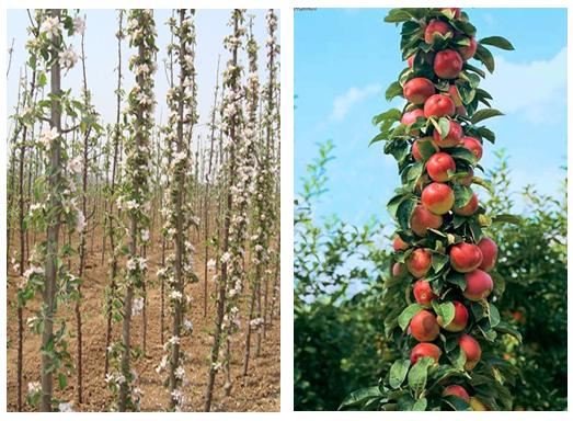 苹果树苗几年挂果?新疆共多少亩苹果树-图1 苹果树苗几年挂果?新疆共多少亩苹果树-图1